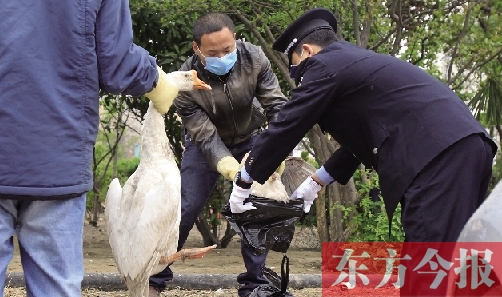 鄭州小區清理家禽