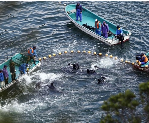 圖為當地漁民正在把海豚趕入屠殺圈內。