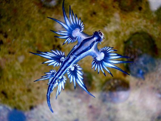 經海洋生物學家鑒定，該生物為大西洋海神海蛞蝓。（網頁截圖）