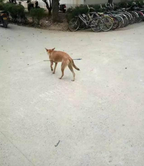 華科大校園內，一條流浪狗腹部被箭射穿，地上留著斑斑血跡。