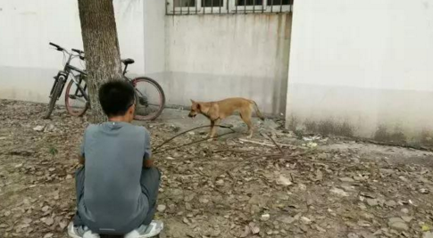 華科一流浪狗被箭射穿腹部 志愿者送其就醫