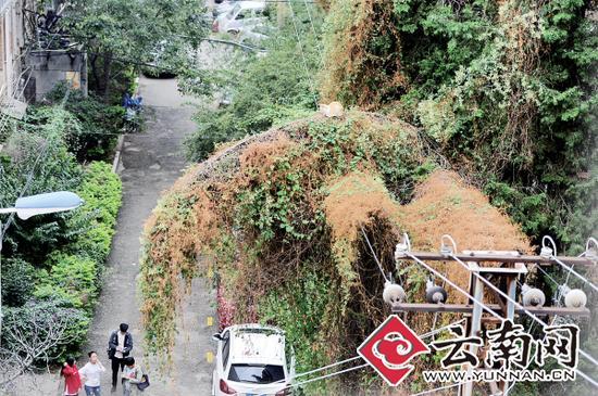 小貓蹲在一根纏滿了藤蔓的樹枝上。