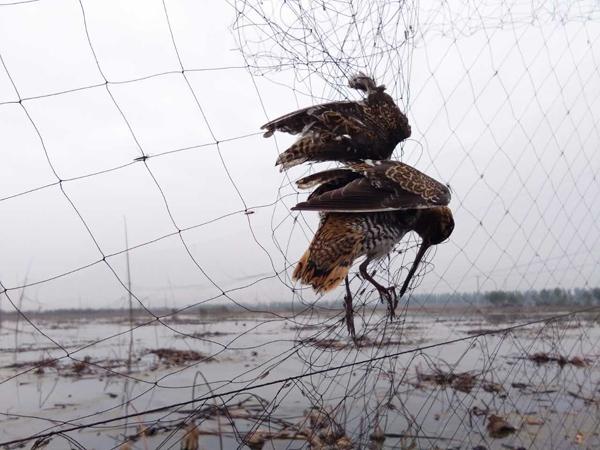 河北白洋淀發現數千米捕鳥網 死鳥難以數清(圖)