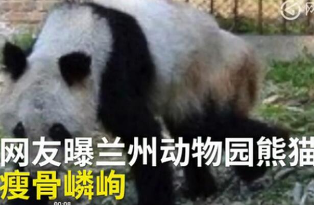 網曝熊貓瘦成皮包骨 大熊貓“蜀蘭”瘦骨嶙峋口吐白沫蘭州動物園引質疑