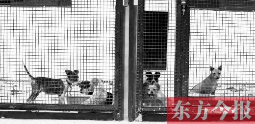 被主人遺棄的小狗暫時寄居在鄭州市犬只收容中心內(nèi)，如果沒有人來認(rèn)領(lǐng)，他們將被處以安樂死