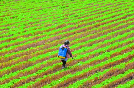 6月28日，內(nèi)黃縣東莊鎮(zhèn)馬固村農(nóng)民在花生地里噴施農(nóng)藥。