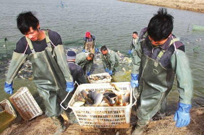 3月18日，漁民在溫縣黃河鯉魚生態(tài)養(yǎng)殖基地捕魚，近日，溫縣3000畝黃河鯉魚生態(tài)養(yǎng)殖基地的頭茬魚開(kāi)始