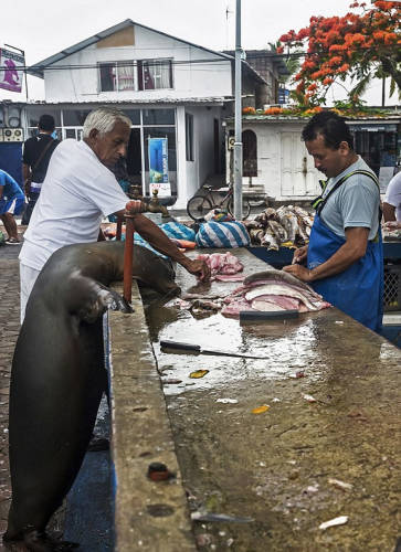 海獅變魚攤常客 排隊“購買”金槍魚