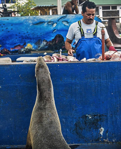 海獅變魚攤常客 排隊“購買”金槍魚