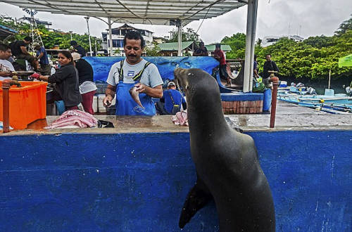 海獅變魚攤常客 排隊“購買”金槍魚