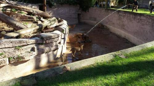 西班牙男子跳進動物園獅子山