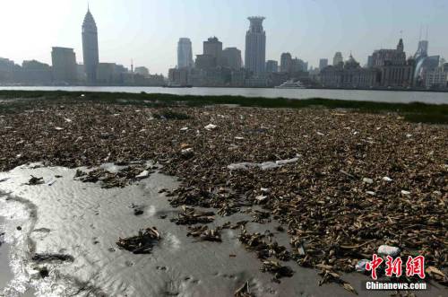 上海黃浦江灘涂現“垃圾帶”