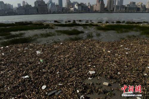 上海黃浦江灘涂現“垃圾帶”