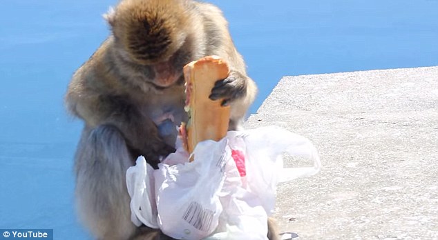 饑餓獼猴從游客背包里偷午餐