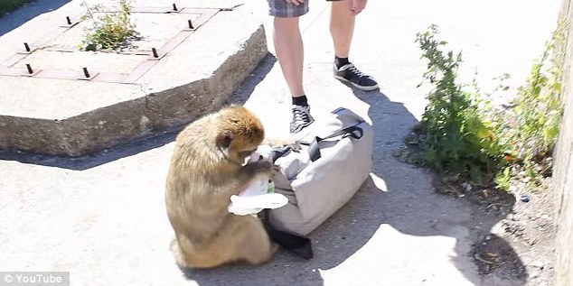 饑餓獼猴從游客背包里偷午餐