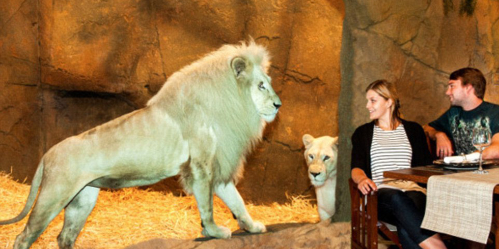 澳洲動物園中開旅館 親密接觸野生動物