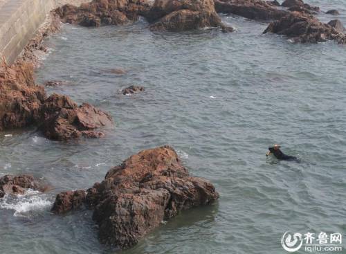 青島棧橋現“環保狗” 跳海撿垃圾