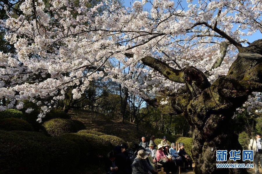 東京迎來賞櫻高峰