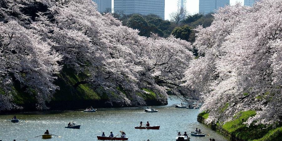 東京迎來賞櫻高峰