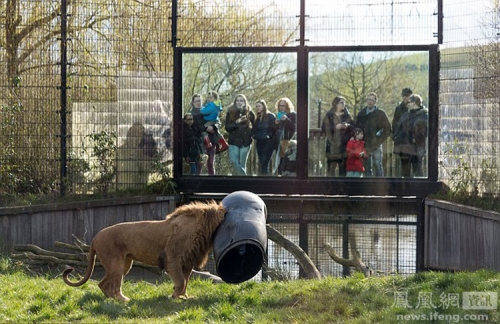 荷蘭動物園一獅子頭被卡塑料桶