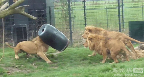 荷蘭動物園一獅子頭被卡塑料桶