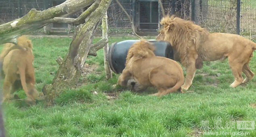 荷蘭動物園一獅子頭被卡塑料桶