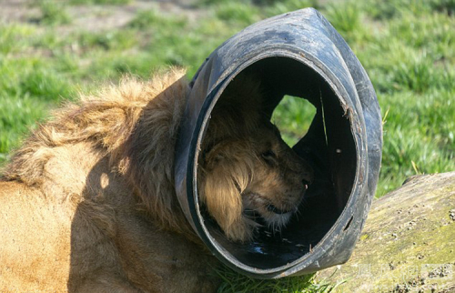 荷蘭動物園一獅子頭被卡塑料桶