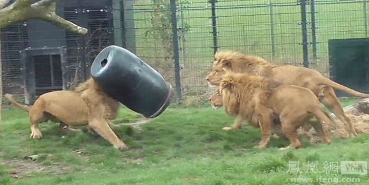 荷蘭動物園一獅子頭被卡塑料桶