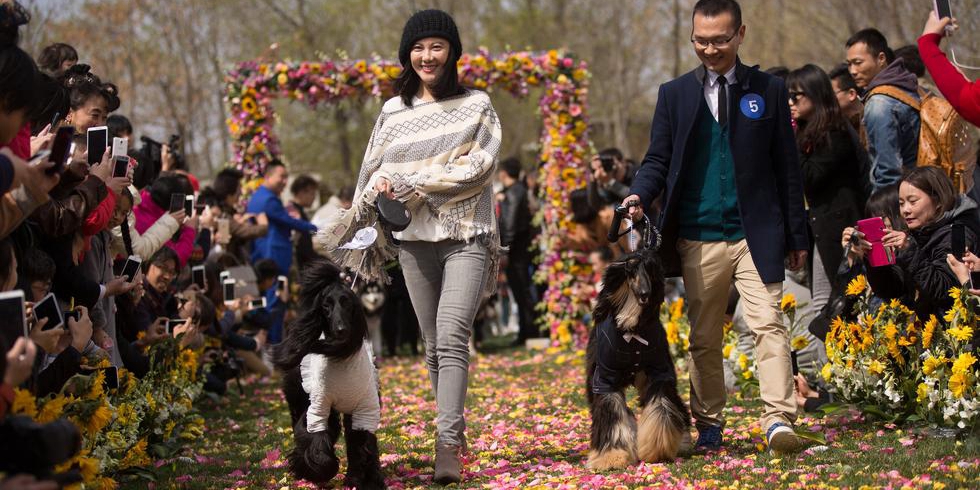 北京舉行寵物集體婚禮