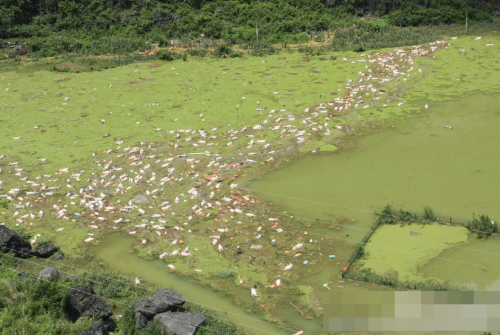 1萬余頭死豬浸泡水中