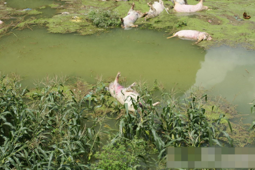 1萬余頭死豬浸泡水中