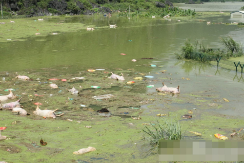 1萬余頭死豬浸泡水中