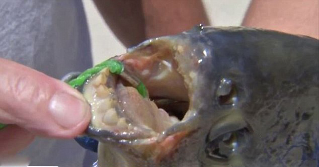 美男子湖中釣到食人魚 偏愛吃男性睪丸