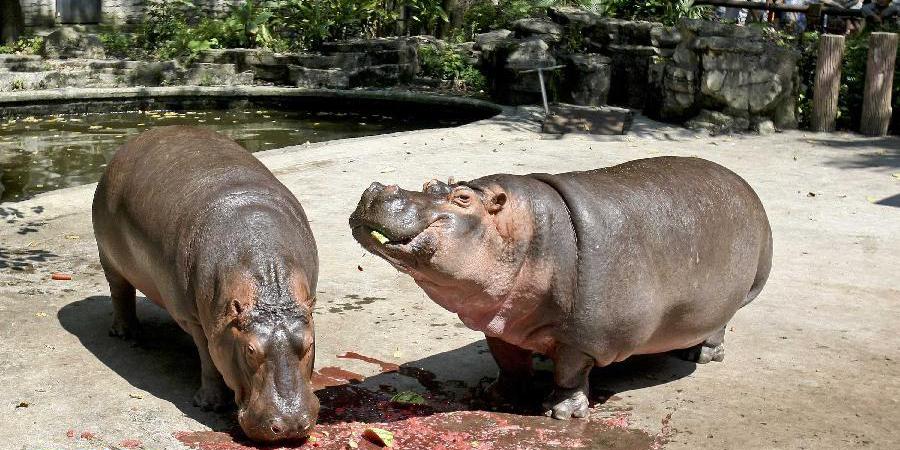 重慶發布高溫預警 動物享受