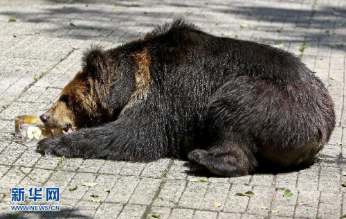 重慶發布高溫預警 動物享受