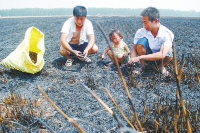 　村民為挽回一點損失，只得撿拾一些燒焦的麥穗。