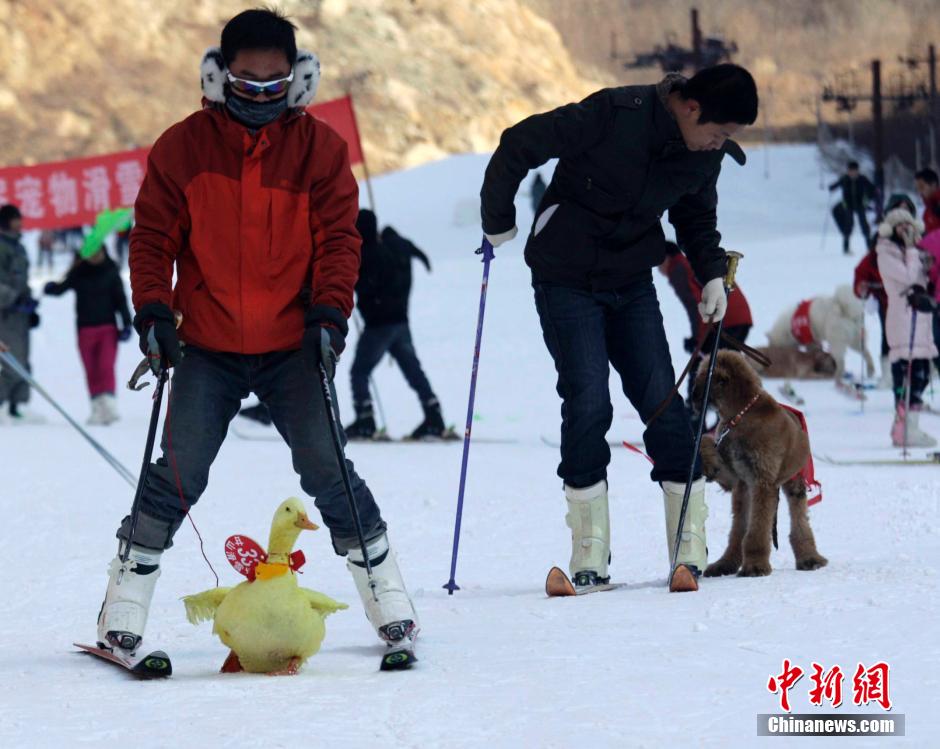 河南辦寵物滑雪賽 烏龜贏兔子得第三