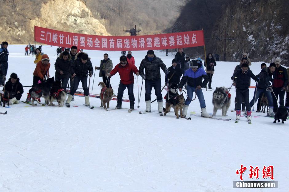 河南辦寵物滑雪賽 烏龜贏兔子得第三