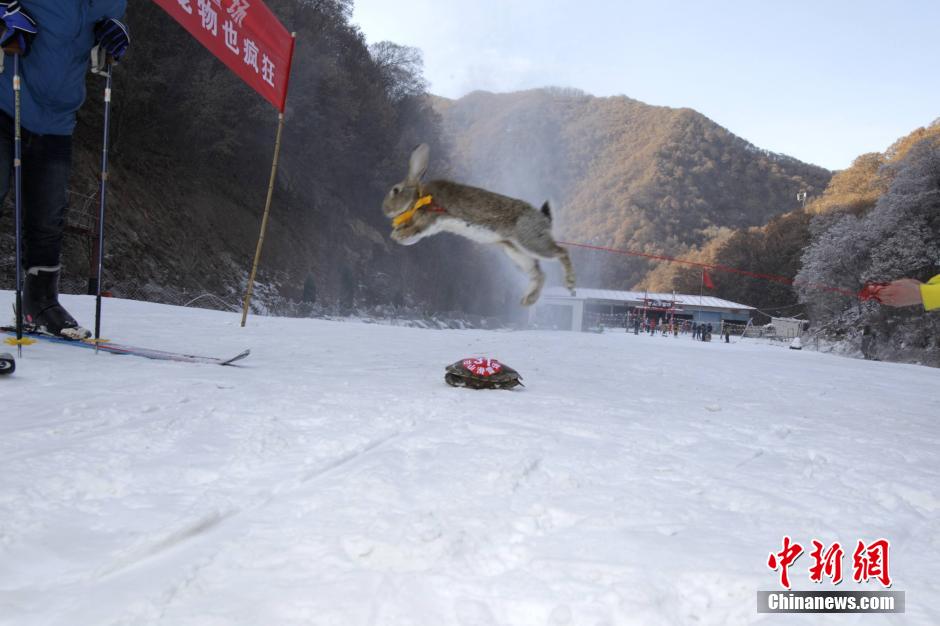 河南辦寵物滑雪賽 烏龜贏兔子得第三