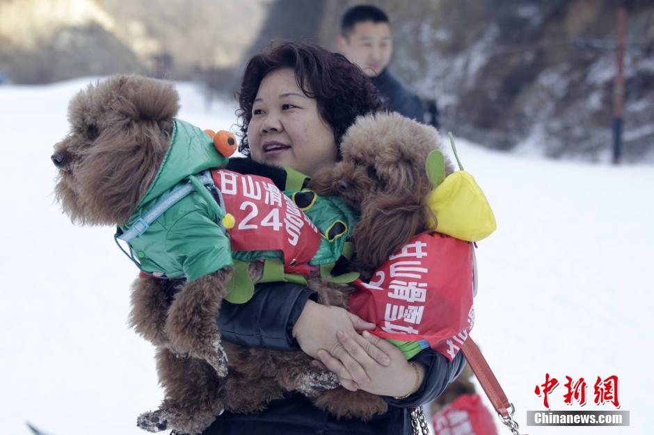 河南辦寵物滑雪賽 烏龜贏兔子得第三