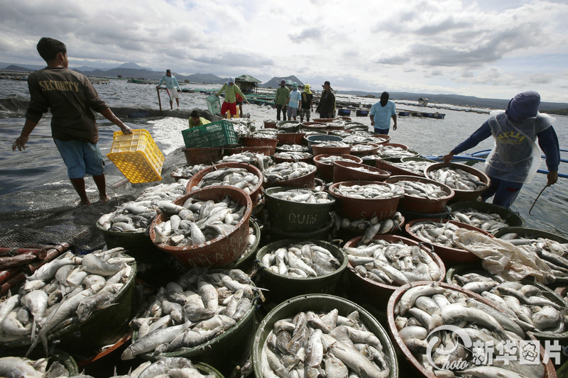 菲律賓塔塔爾湖出現大量死亡魚群