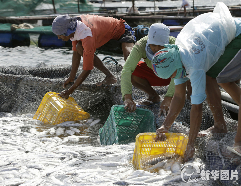 菲律賓塔塔爾湖出現大量死亡魚群