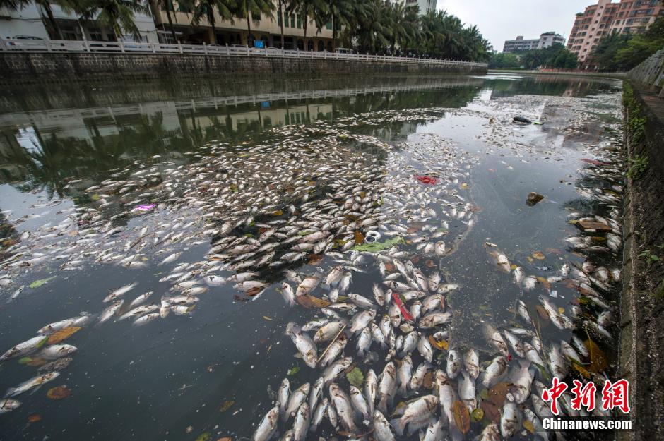 海口美舍河現大面積死魚 河面蔓延超一公里長