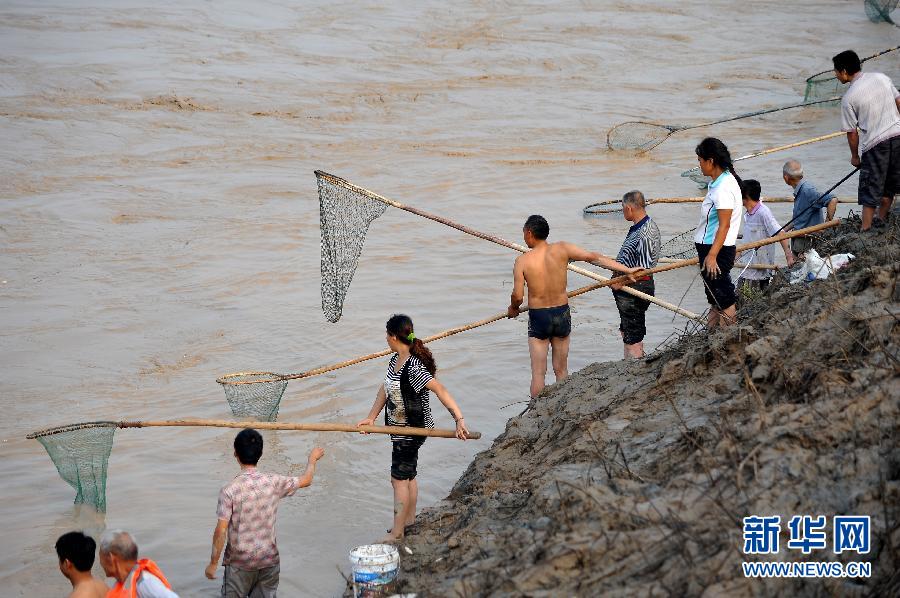 7月6日,在山西省平陸縣黃河岸邊,人們在河邊捕撈黃河“流魚”。