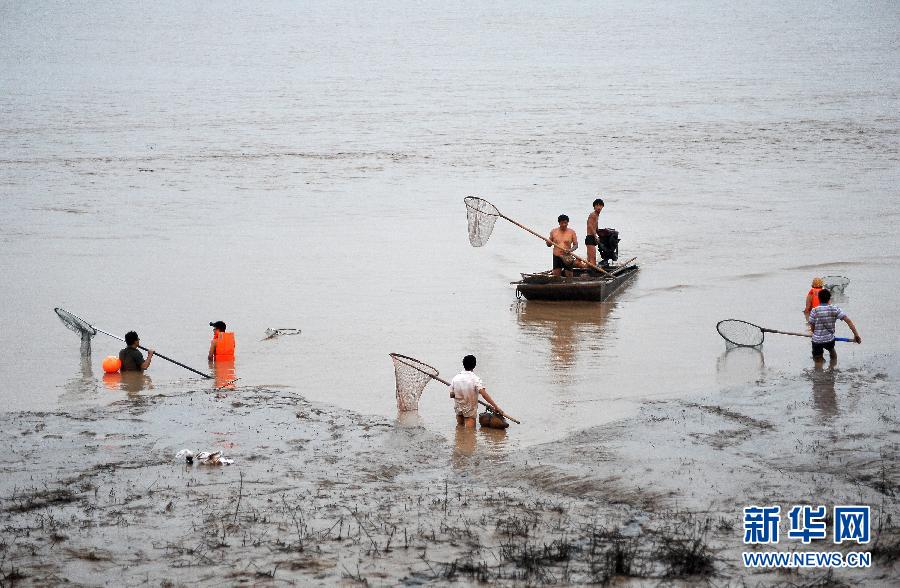 7月6日,在山西省平陸縣黃河河道內,人們在捕撈黃河“流魚”。