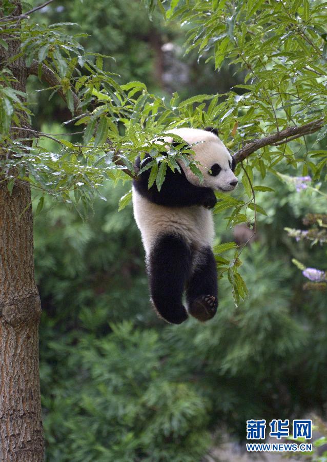 8月23日,大熊貓“寶寶”在美國華盛頓的國家動物園玩耍。新華社記者殷博古攝