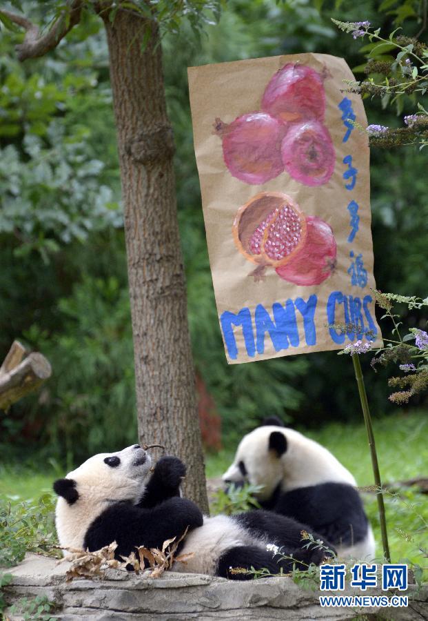 8月23日,大熊貓“寶寶”在美國華盛頓的國家動物園參加“抓周”儀式。