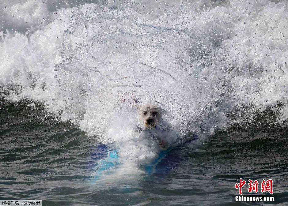 美國狗狗沖浪大賽 汪星人乘風破浪帥氣十足