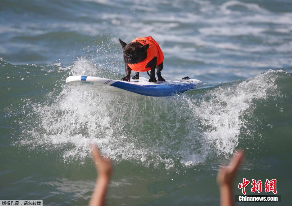 美國狗狗沖浪大賽 汪星人乘風破浪帥氣十足