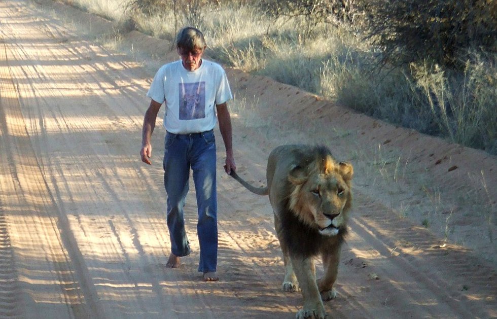 非洲老人養獅子當寵物 牽尾巴陪其散步